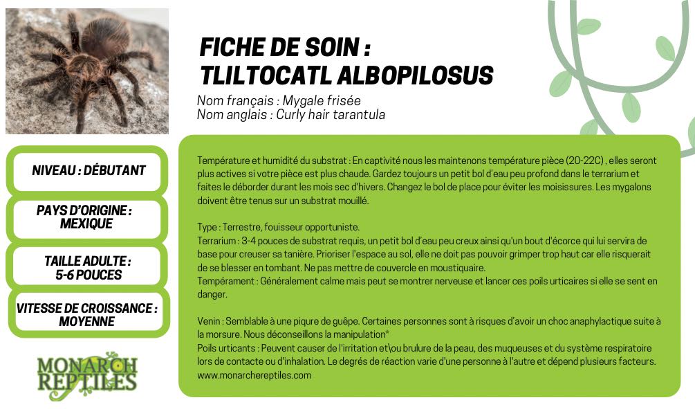 Tliltocatl Albopilosus - Curly Hair  5'' (New World) Tliltocatl Albopilosus - Curly Hair  5'' (New World)