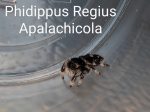 Phidippus Regius sp. Apalachicola - Apalachicola Regal Jumping Spider CB