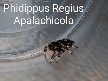 Phidippus Regius sp. Apalachicola - Apalachicola Regal Jumping Spider CB