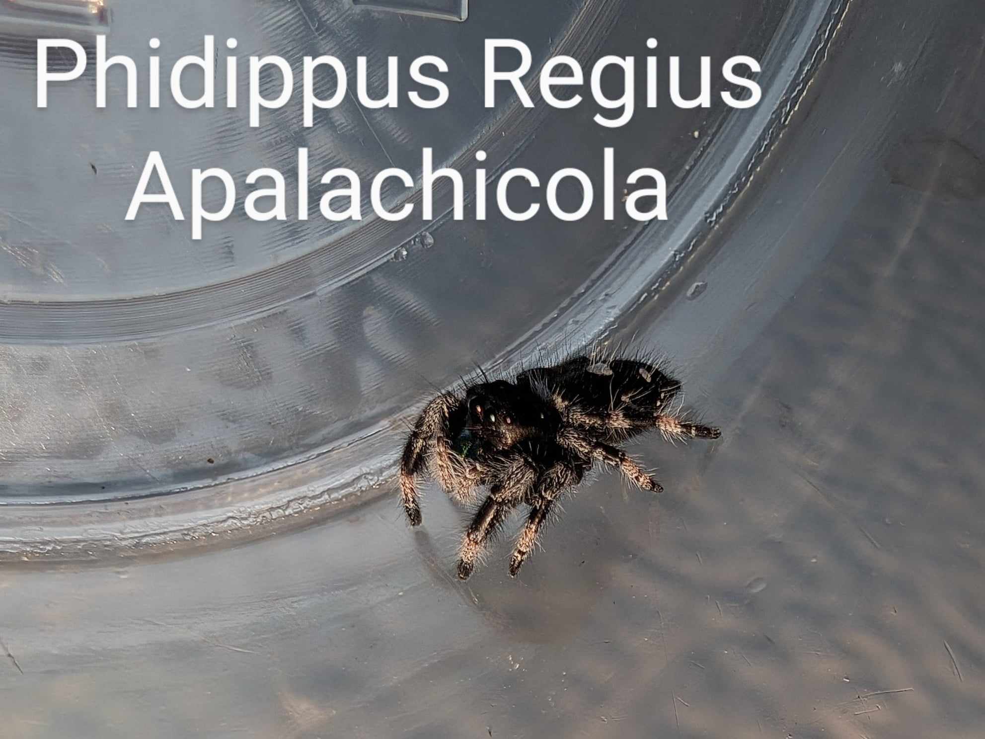 Phidippus Regius sp. Apalachicola - Apalachicola Regal Jumping Spider CB  Phidippus Regius sp. Apalachicola - Apalachicola Regal Jumping Spider CB