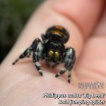 Phidippus Audax -Big Bend -  Bold Jumping Spider - CB