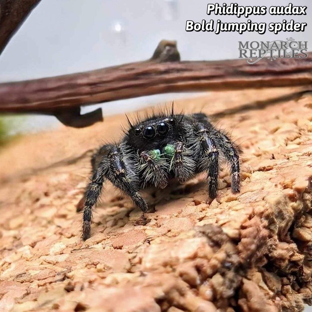 Phidippus Audax - Araignée sauteuse audacieuse - CB -Femelle Phidippus Audax - Bold Jumping Spider - CB -Female