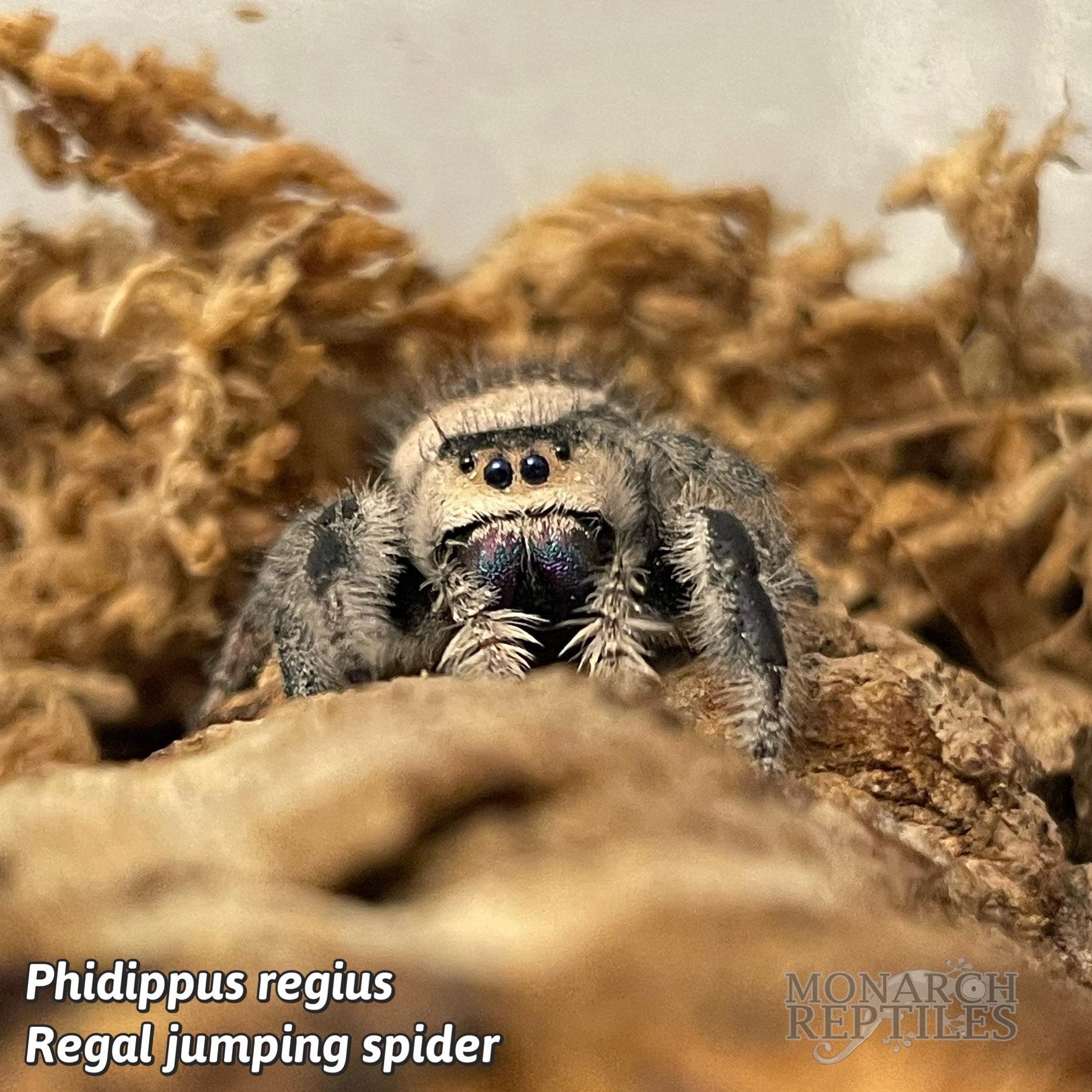 Phidippus Princeps - Grayish Jumping Spider - CB Phidippus Princeps - Grayish Jumping Spider - CB