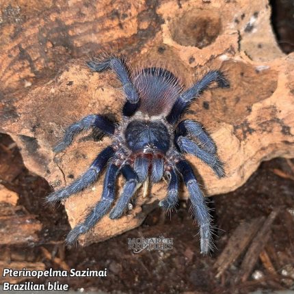 Lasiocyano Sazimai  - Brazilian Blue Dwarf 1/4''  (New World)  [Formerly Pterinopelma]