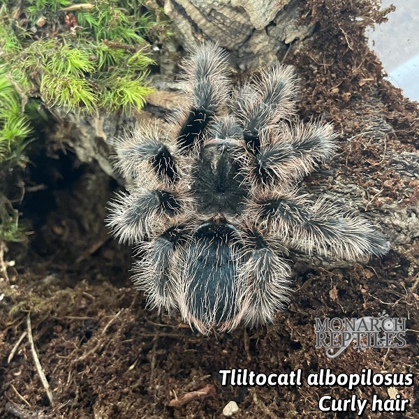 Tliltocatl Albopilosus - Curly Hair  5'' (New World) Tliltocatl Albopilosus - Curly Hair  5'' (New World)