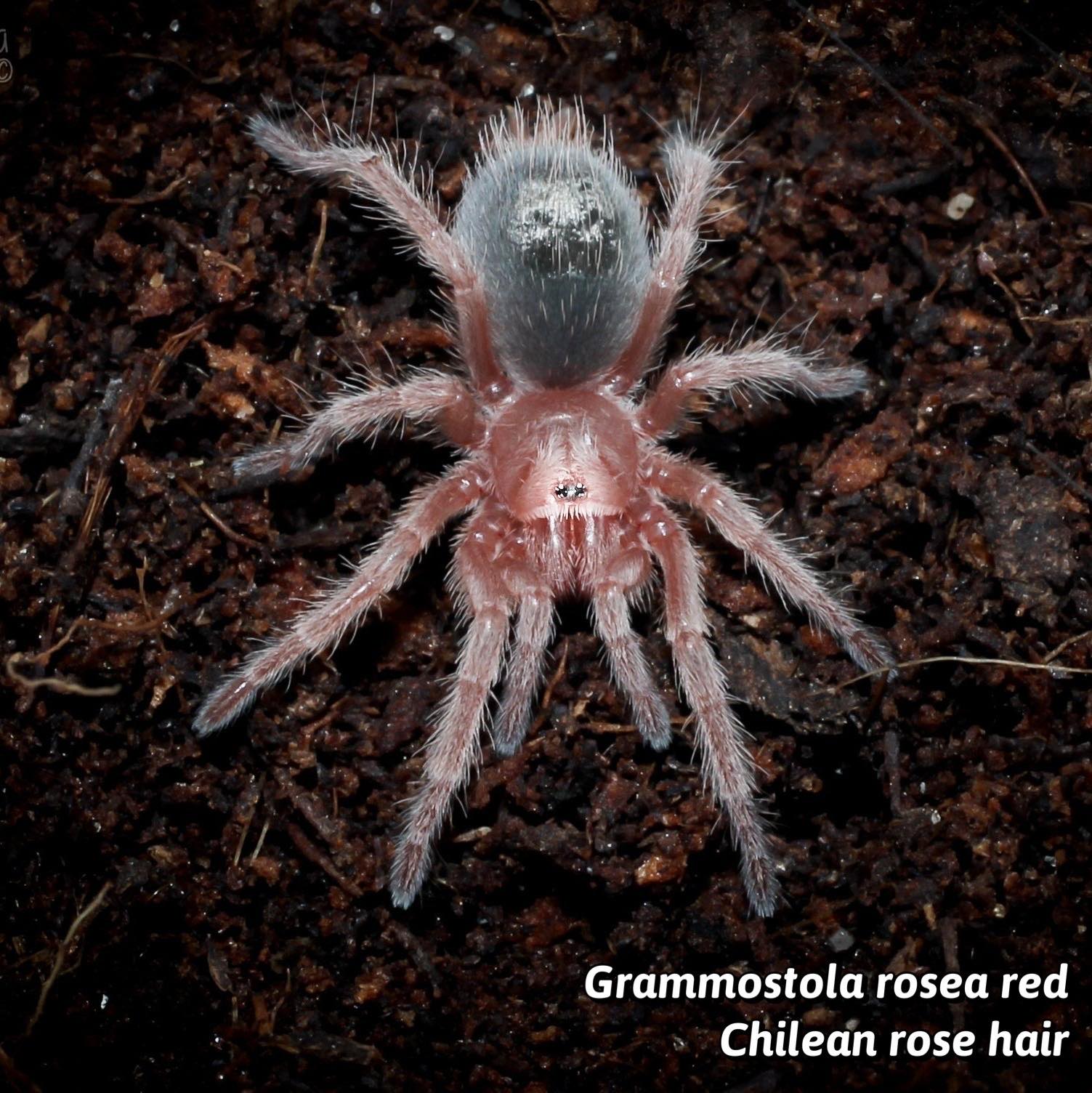 Grammostola Rosea Red - Chilean Rose Hair Red Form  1''  (New World) Grammostola Rosea Red - Chilean Rose Hair Red Form  1''  (New World)