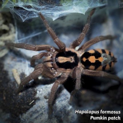 Hapalopus sp Colombia Small - Small Pumpkin Patch 1/2"  (New World)