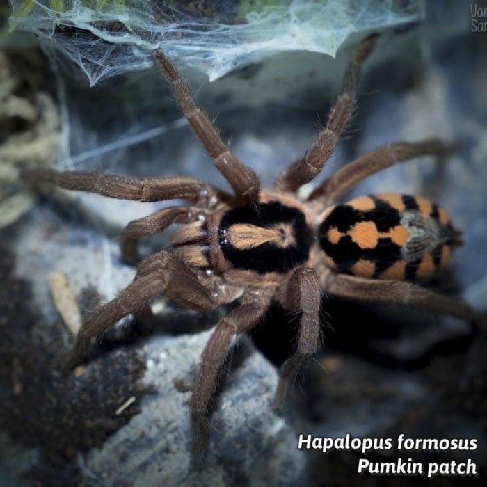 Hapalopus sp Colombia Small - Small Pumpkin Patch 1/2"  (New World)
