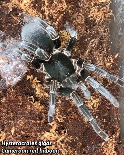 Hysterocrates Gigas - Cameroon Red Baboon 1"  (Old World)