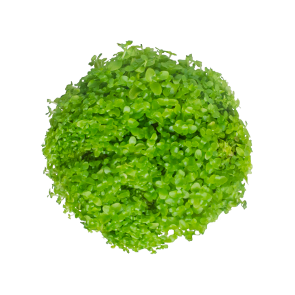 Micranthemum Monte Carlo