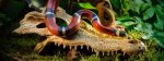 Exo Terra - Crocodile Skull- Large