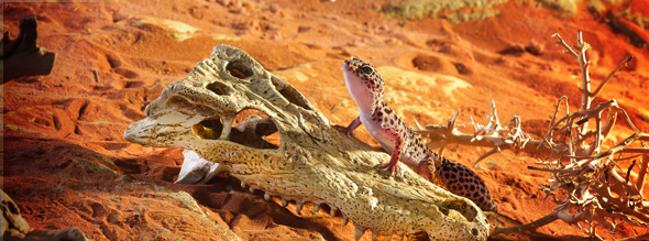 Exo Terra - Crocodile Skull- Large Exo Terra - Crocodile Skull- Large
