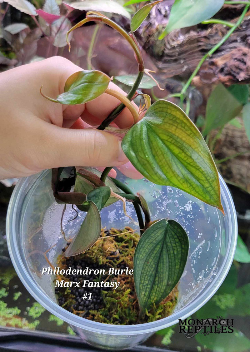 Philodendron Marx Fantasy Plant - #1 Philodendron Marx Fantasy Plant - #1