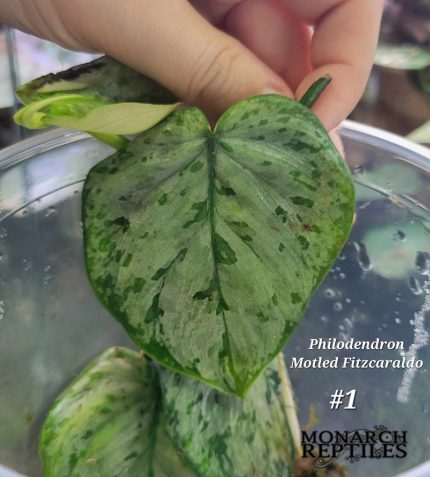Philodendron Motled Fitzcaraldo Plant - #1