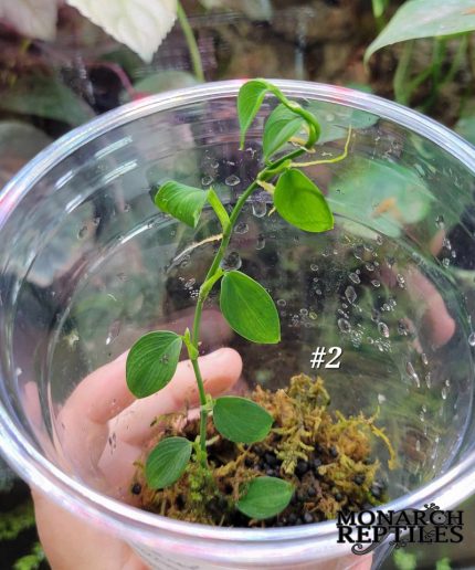 Philodendron sp Condor Plant -#2
