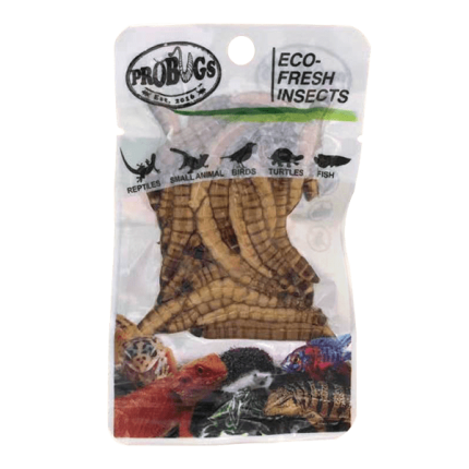 Pro-Bugs Fresh Superworms