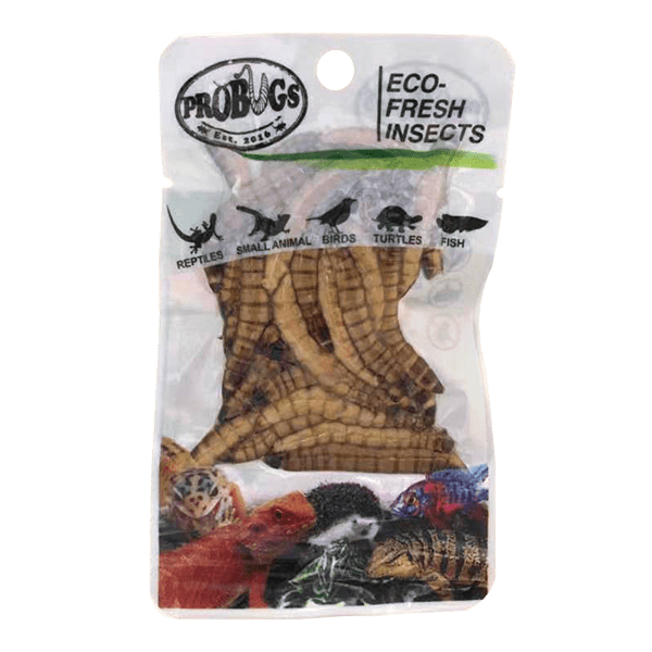 Pro-Bugs Fresh Superworms  Pro-Bugs Fresh Superworms