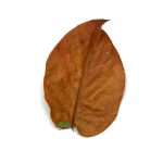 Reptiscape - Avocado Leaves