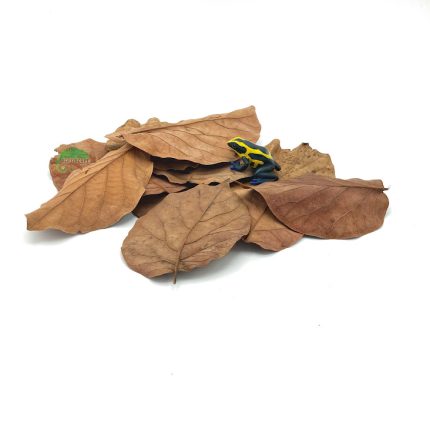 Reptiscape - Avocado Leaves