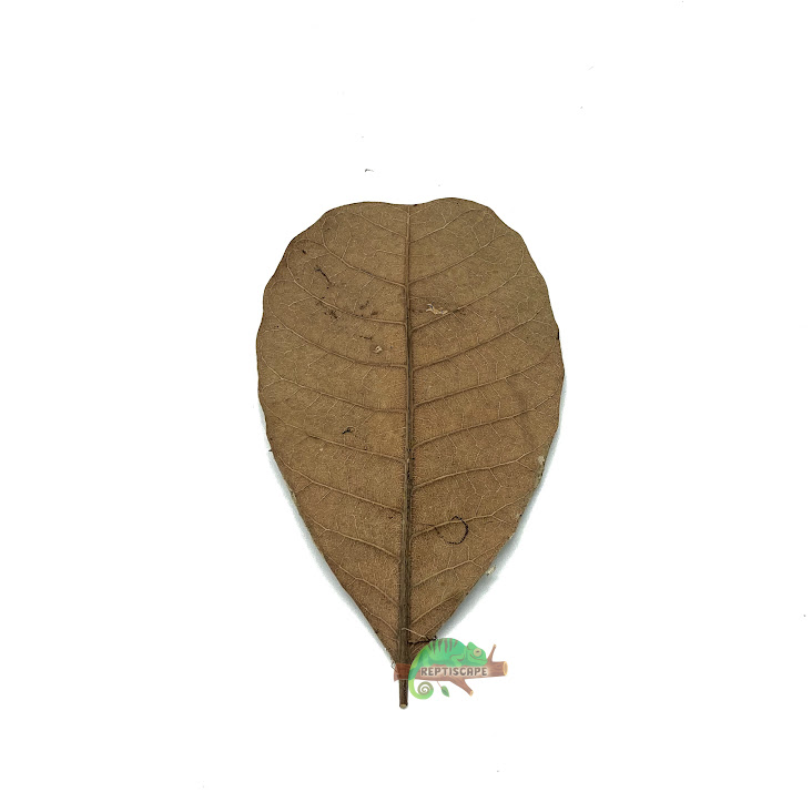 Reptilscape - Feuilles de cajou - petites Reptilscape - Cashew Leaves - small