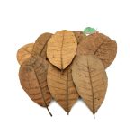 Reptilscape - Cashew Leaves - small