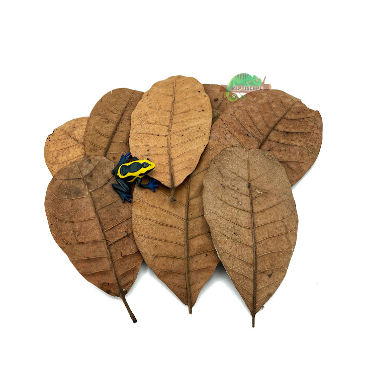 Reptilscape - Feuilles de cajou - petites Reptilscape - Cashew Leaves - small