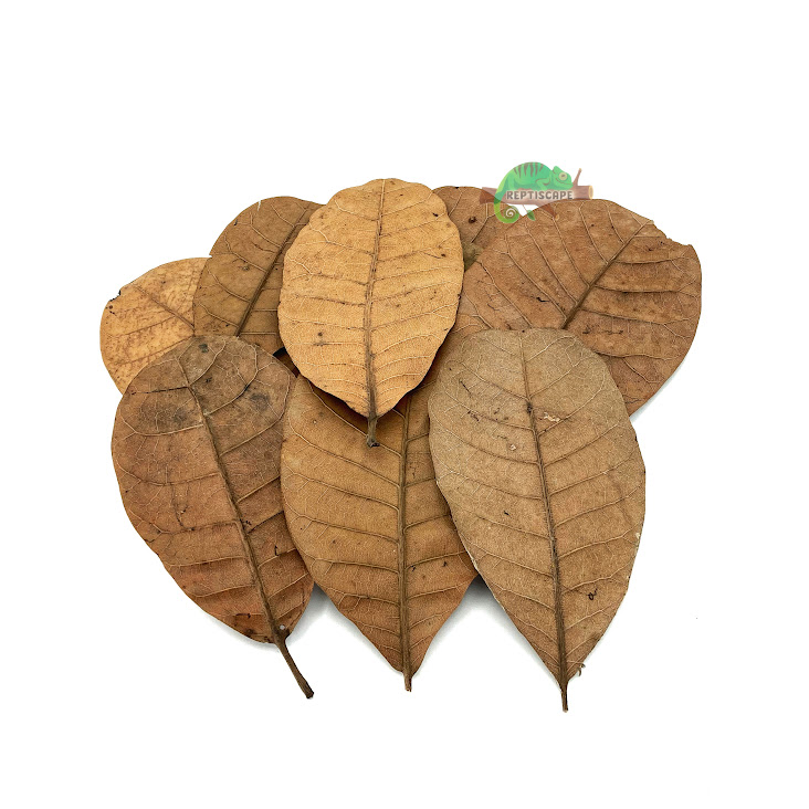 Reptilscape - Feuilles de cajou - petites Reptilscape - Cashew Leaves - small