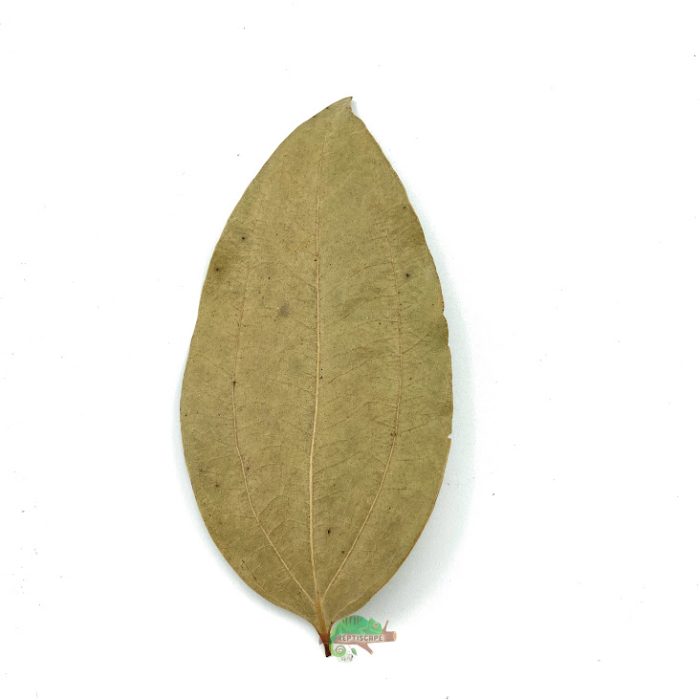 Reptiscape - Cinnamon Leaves