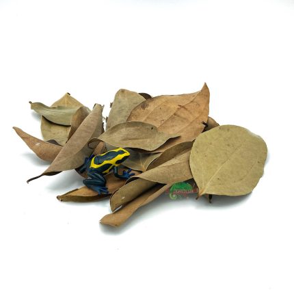 Reptiscape - Cinnamon Leaves