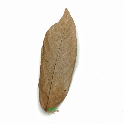 Reptiscape - Cocoa Leaves