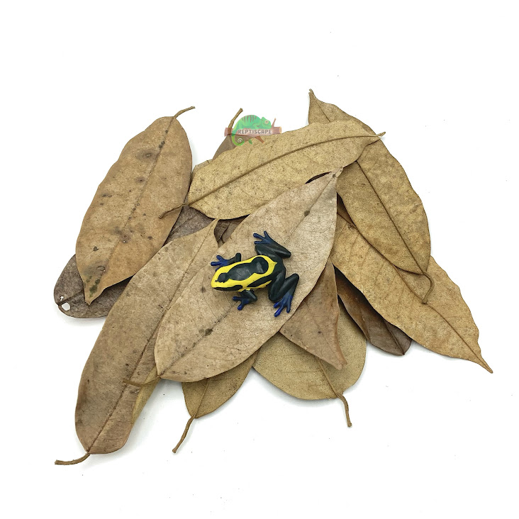 Reptiscape - Feuilles de durian Reptiscape - Durian Leaves