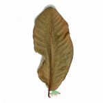 Reptiscape - Guava Leaves