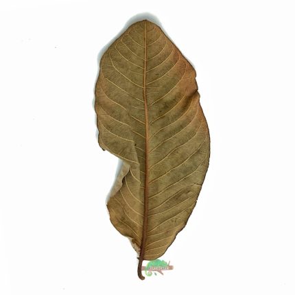 Reptiscape - Guava Leaves