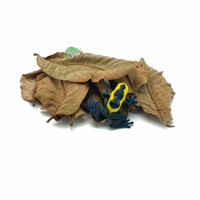 Reptiscape - Guava Leaves