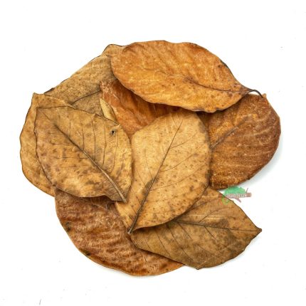 Reptiscape - Jackfruit Leaves