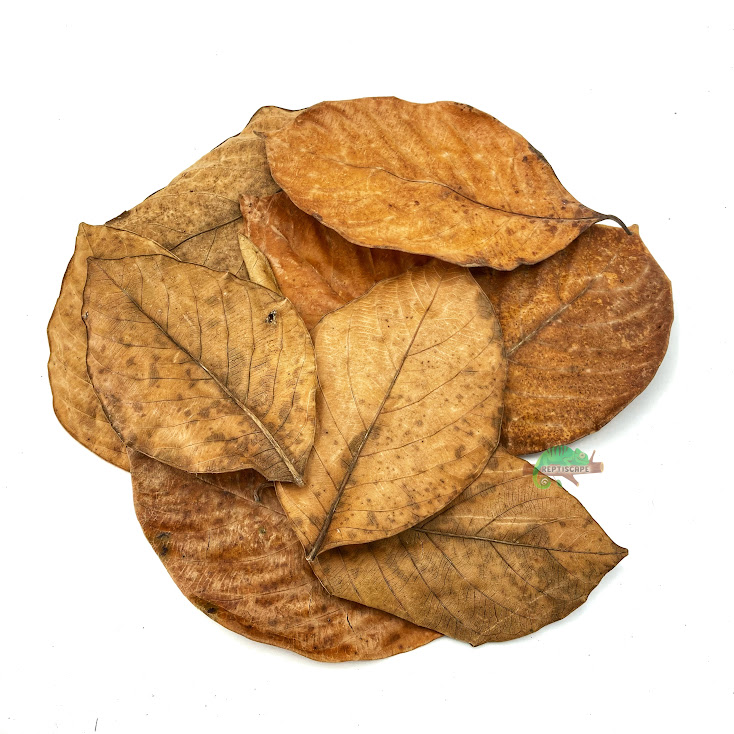 Reptiscape - Feuilles de jacquier Reptiscape - Jackfruit Leaves