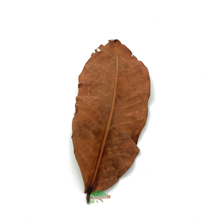 Reptiscape - Jackfruit Leaves Reptiscape - Jackfruit Leaves