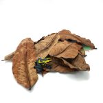 Reptiscape - Jambu Leaves