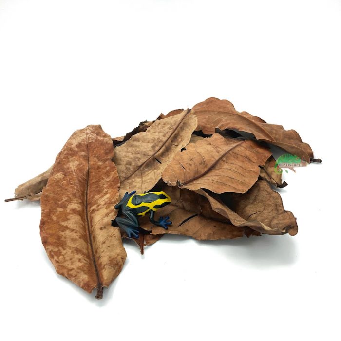 Reptiscape - Jambu Leaves