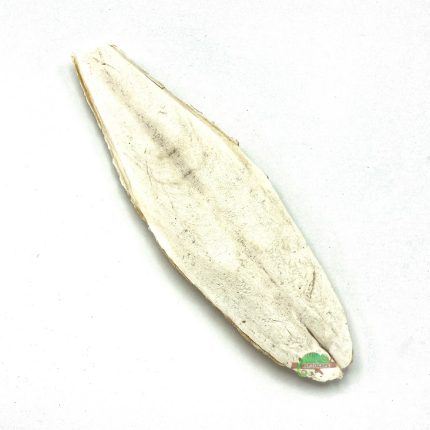 Reptiscape - Cuttlebone –Single