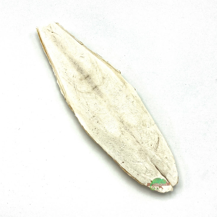 Reptiscape - Cuttlebone –Single Reptiscape - Cuttlebone –Single