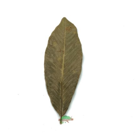 Reptiscape - Ketakera Leaves