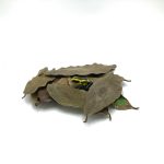 Reptiscape - Ketakera Leaves