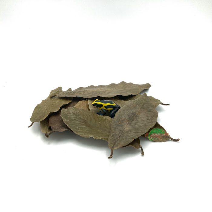 Reptiscape - Ketakera Leaves