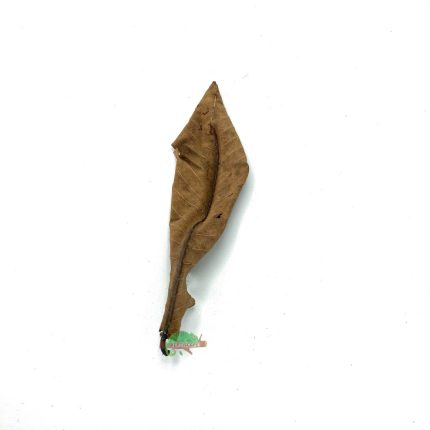 Reptiscape - Kumbuk Leaves