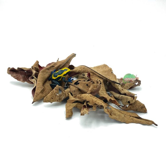 Reptiscape - Kumbuk Leaves