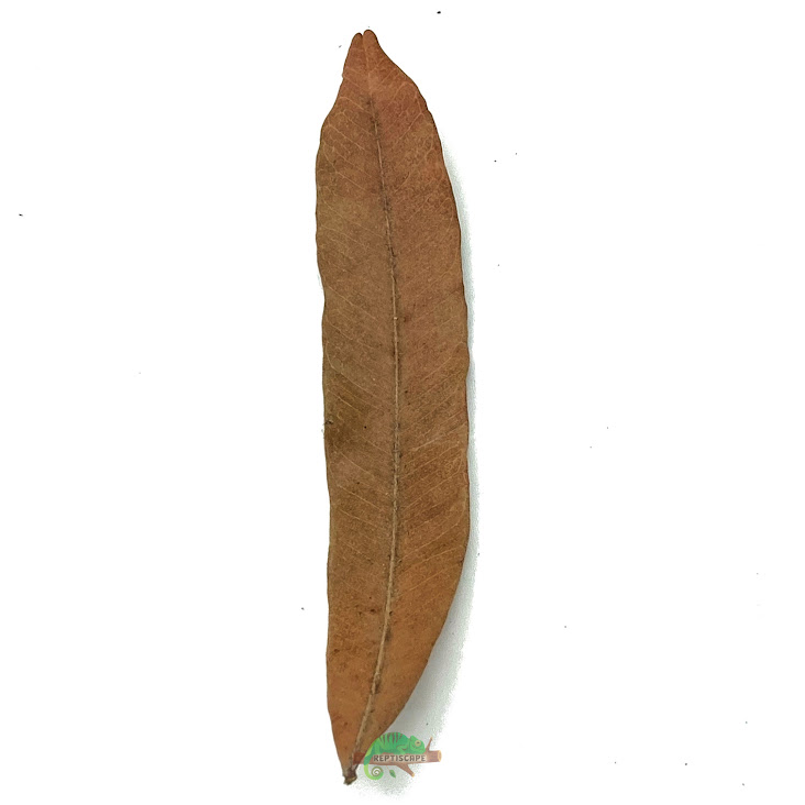 Reptiscape - Feuilles de palmier de Thika Reptiscape - Thika Palm Leaves