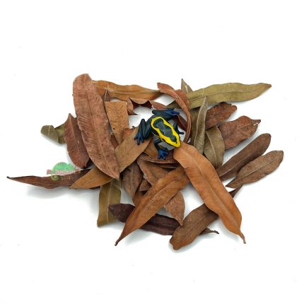 Reptiscape - Thika Palm Leaves