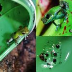 Tad Pool –Bright Green Cup Set  Suction