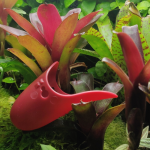 Tad Pool –Ruby Cup Set - Suction